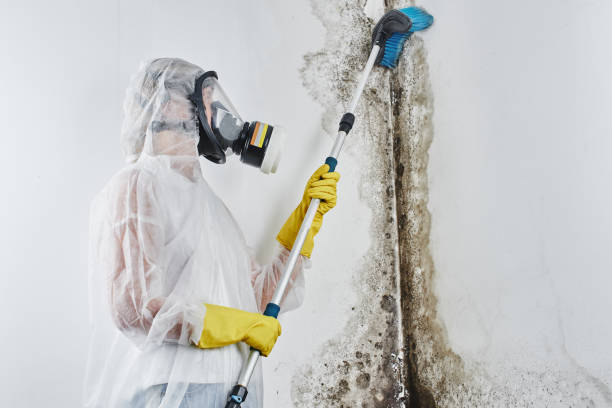 Best Residential Mold Remediation in Paola, KS